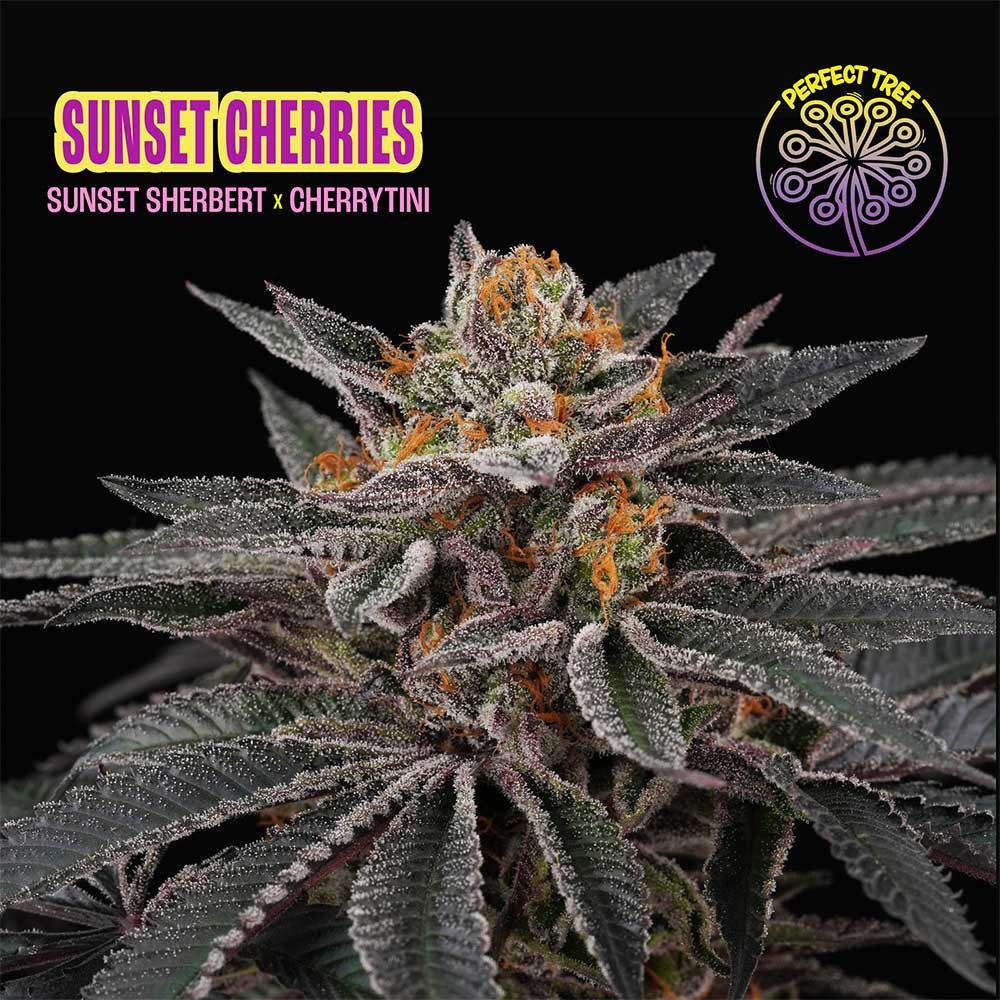Sunset Cherries by Perfect Tree