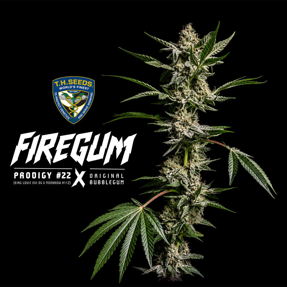 Fire Gum by T.H. Seeds