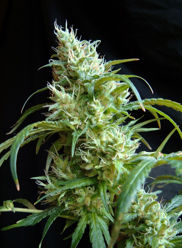 Flash Back #2 by Sweet Seeds