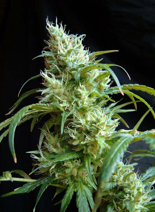 Flash Back #2 by Sweet Seeds