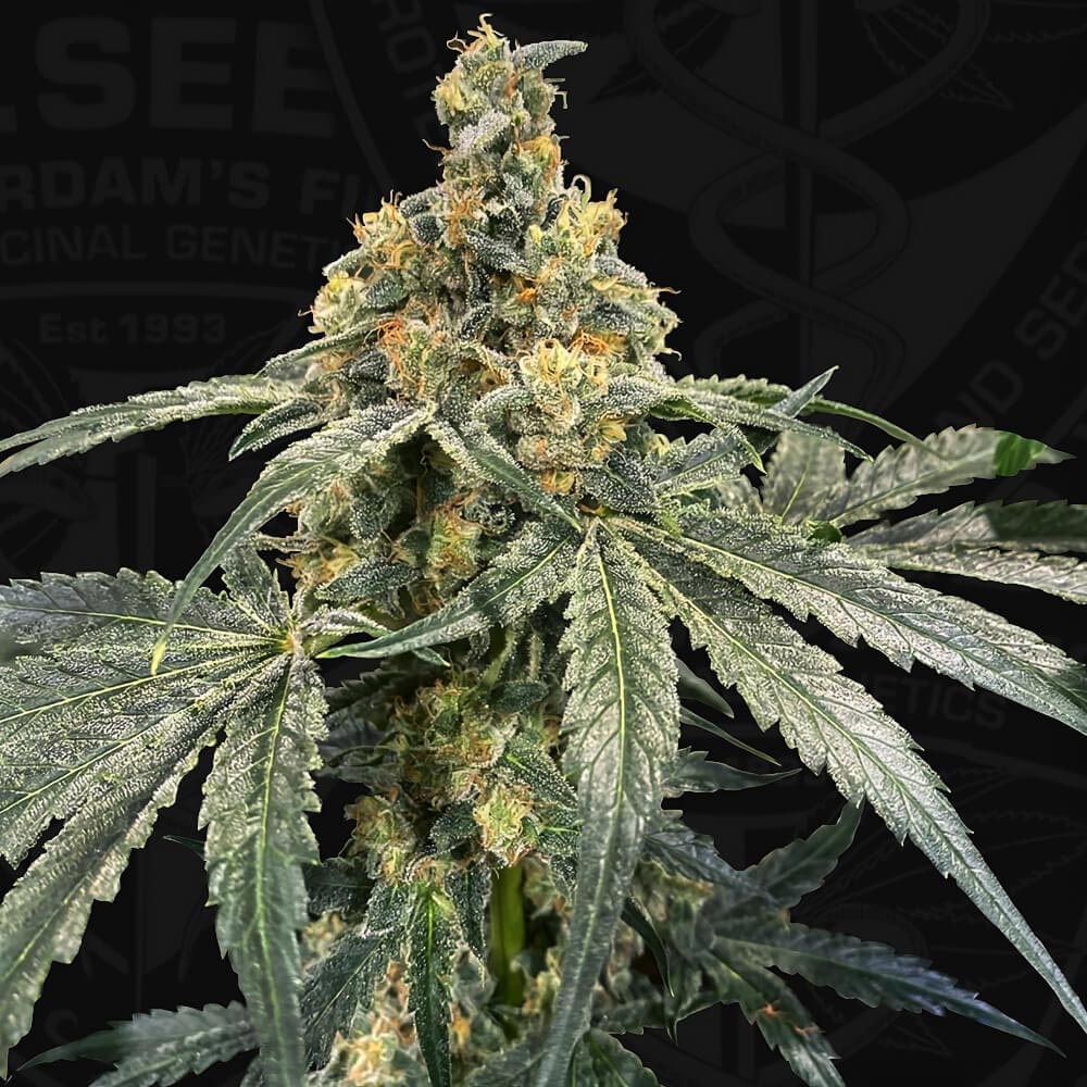Flash by T.H. Seeds