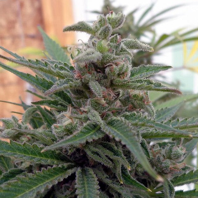 Flo OG by Rare Dankness