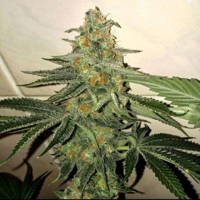 Forbidden Fruit cake by The Plug Seedbank