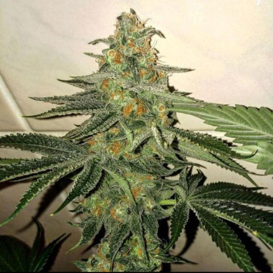 Forbidden Fruit cake by The Plug Seedbank