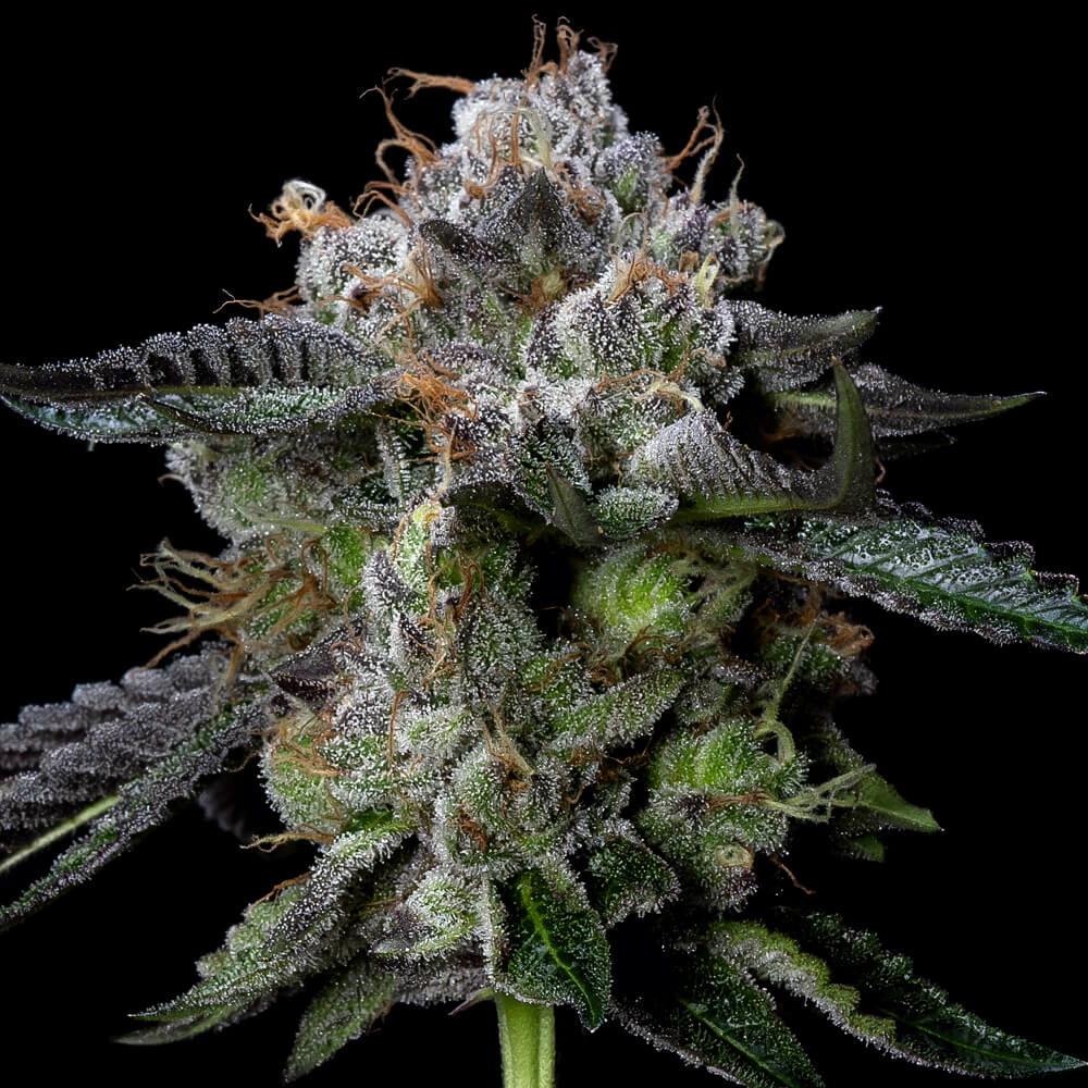 Four Prophets by DNA Genetics