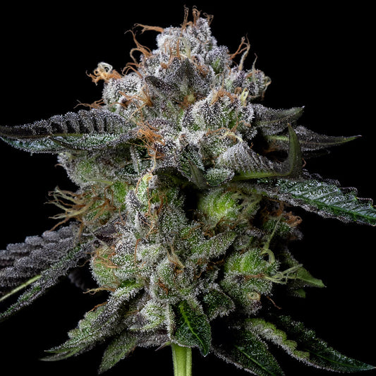 Four Prophets by DNA Genetics