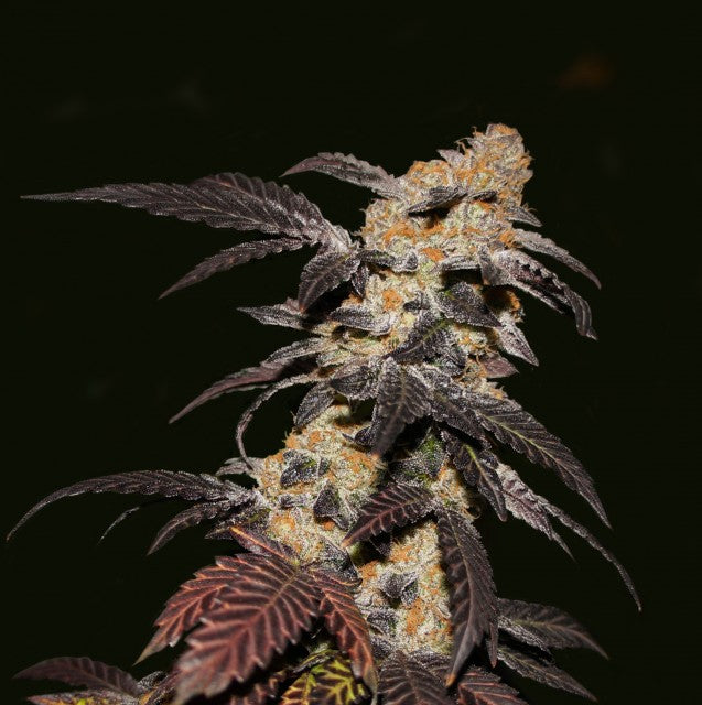 French Cookies by T.H. Seeds