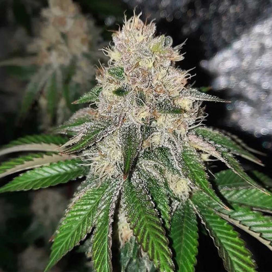 Frozen Rose by Conscious Genetics