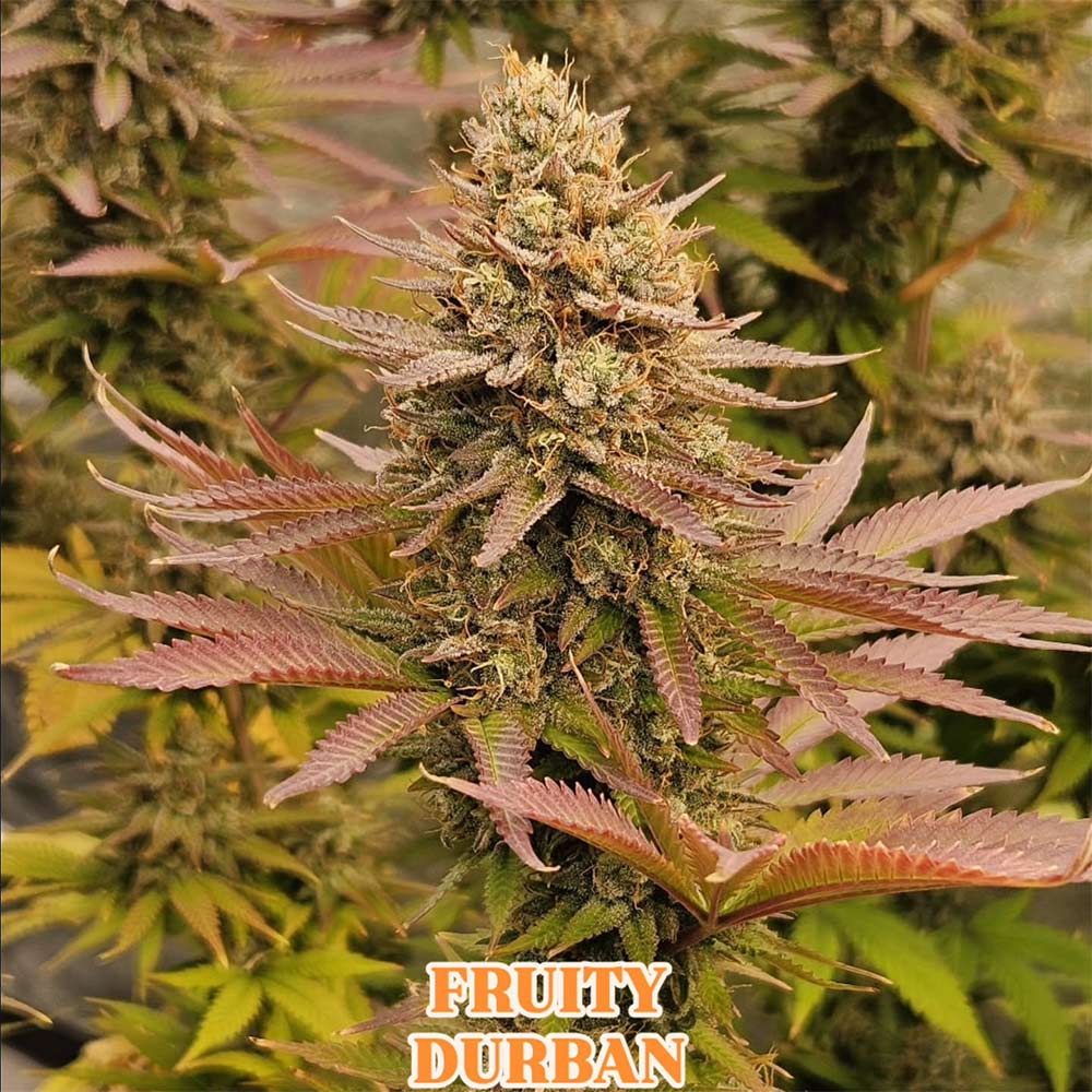 Fruity Durban by Serious Seeds