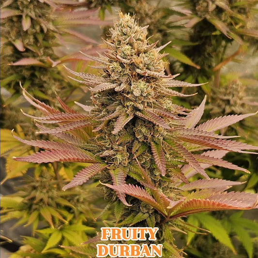 Fruity Durban by Serious Seeds