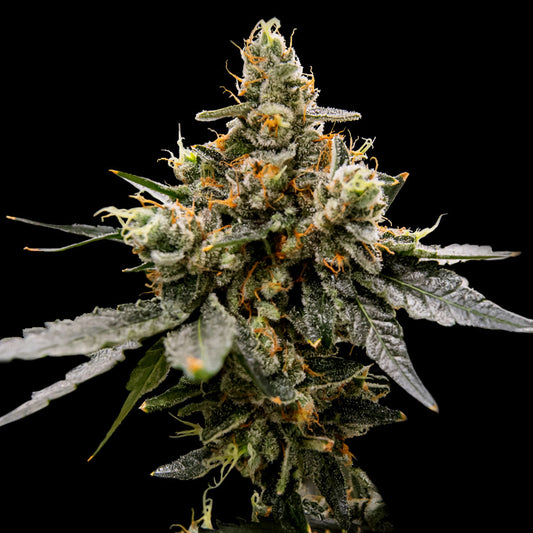 Gaz Money by DNA Genetics
