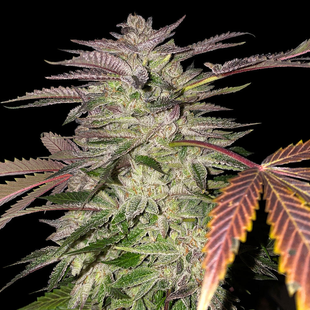 Gelato Cake by T.H. Seeds