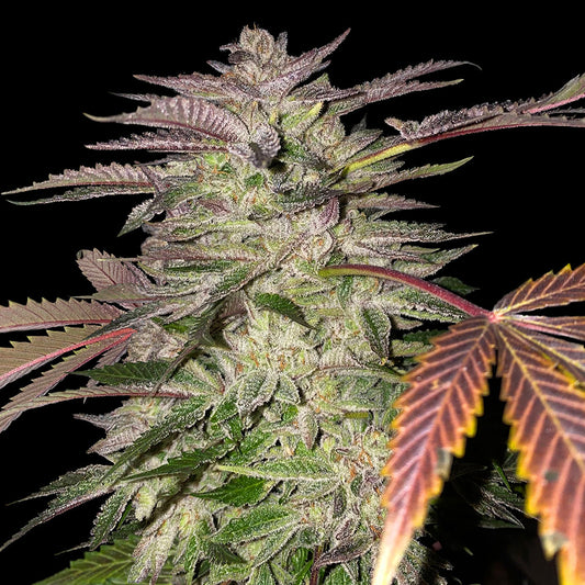 Gelato Cake by T.H. Seeds