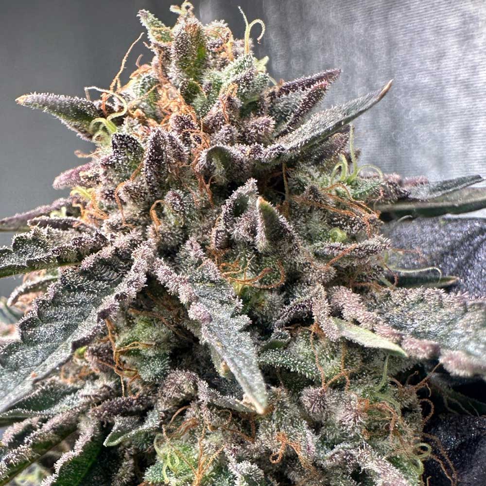 Pink Zheez by Conscious Genetics