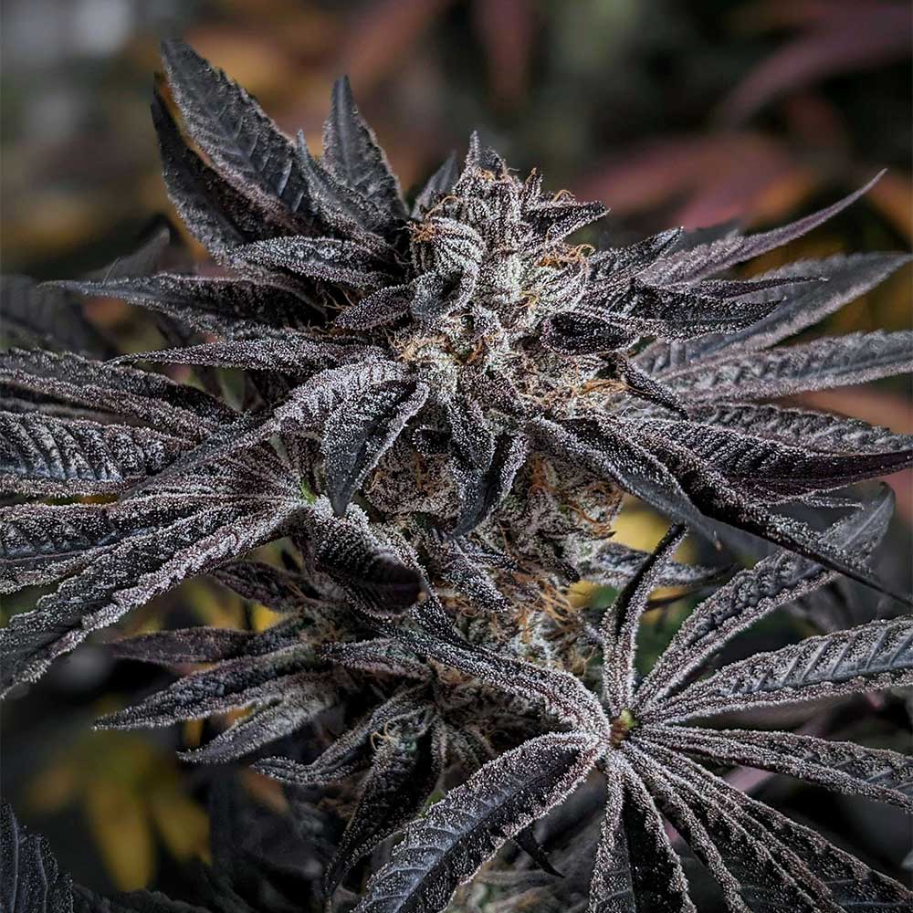 Pink Sherb by Karma Genetics