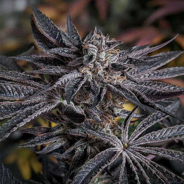 Pink Sherb by Karma Genetics