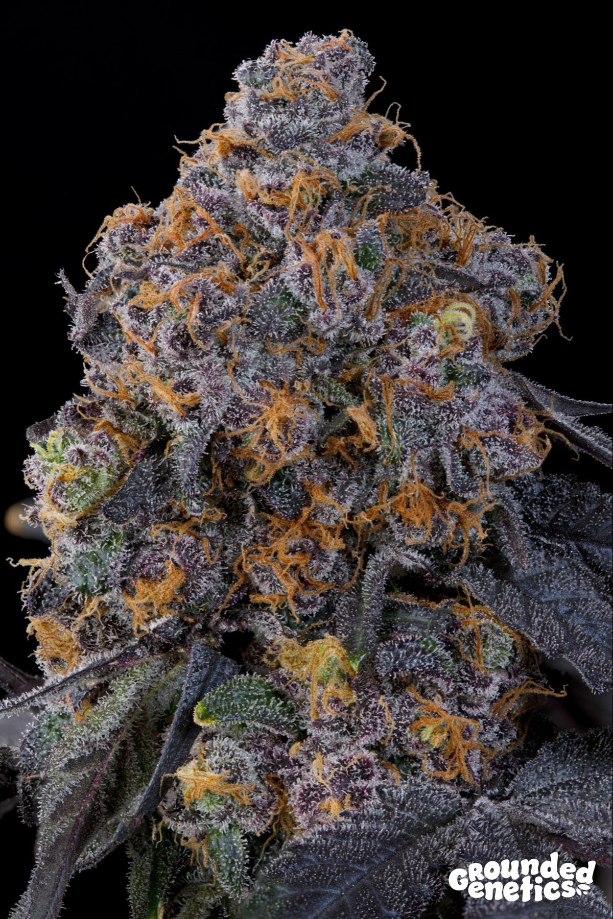 Blu Zang by Grounded Genetics