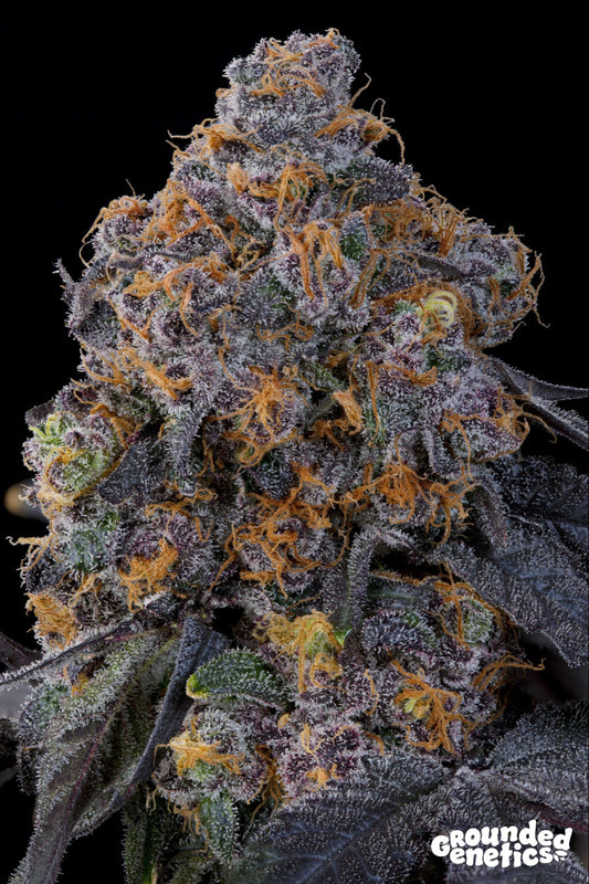 Blu Zang by Grounded Genetics
