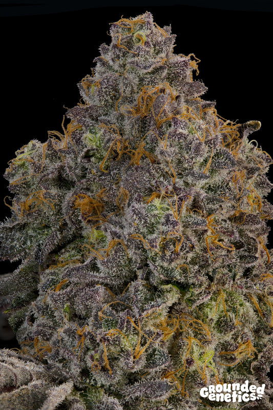 Zaffron by Grounded Genetics