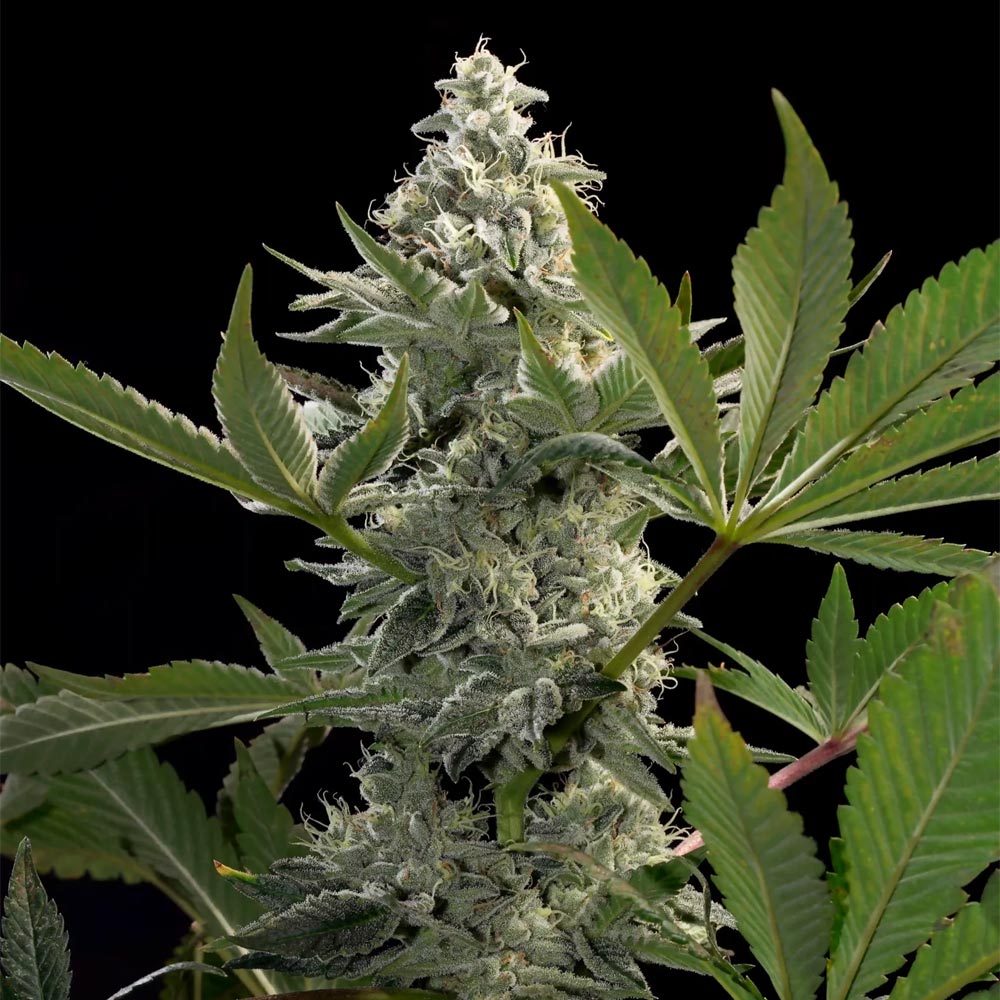 Glowstarz by Paradise Seeds