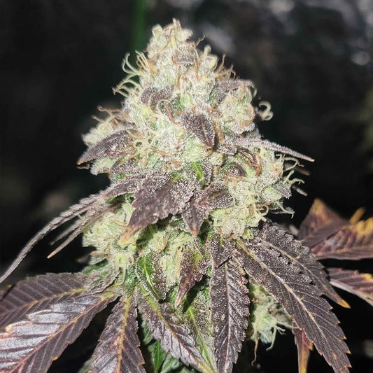 Gold Juice by Karma Genetics