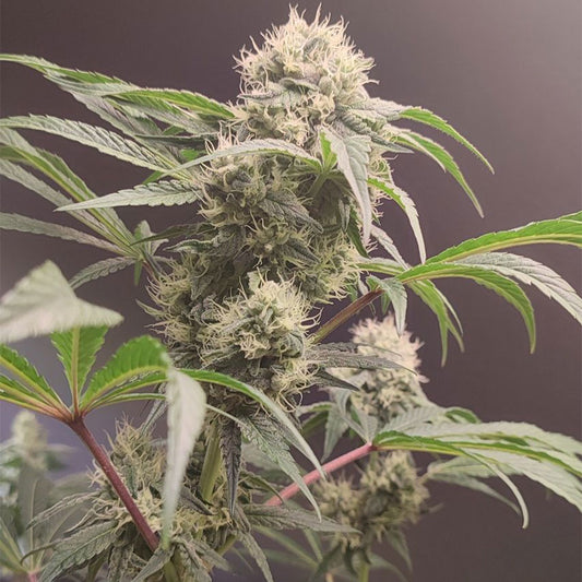 Gorgon by Seeds of Anarchy