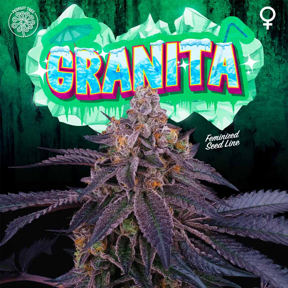 Granita by Perfect Tree