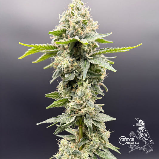 Grape Ghost by Common Wealth Seed Co