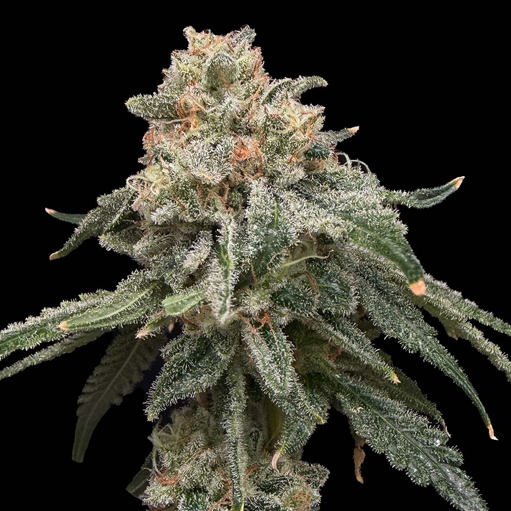Grape Goblin by Common Wealth Seed Co