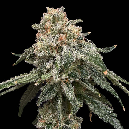 Grape Goblin by Common Wealth Seed Co
