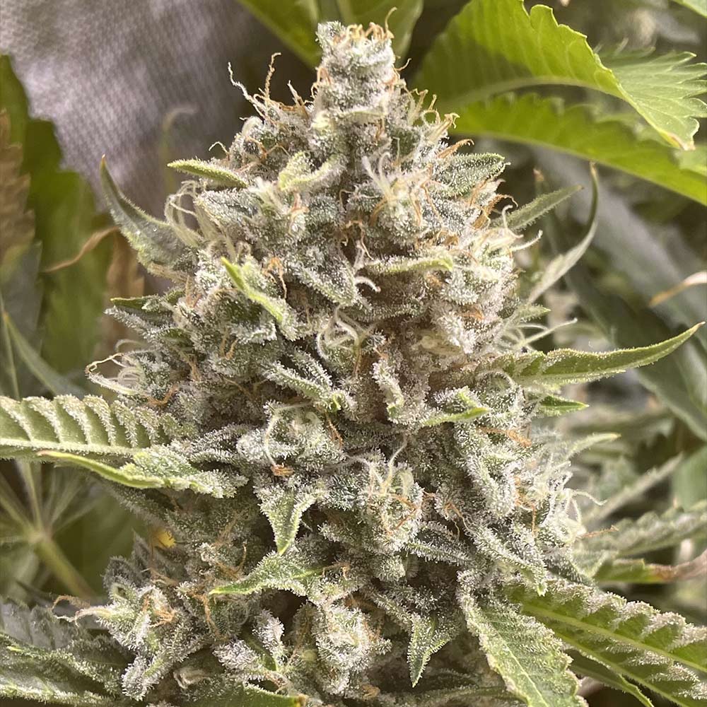 Grapefruit Funk by Boudica Seeds