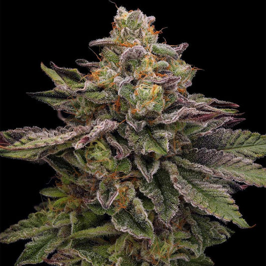 Hazy Driver by Green Bodhi