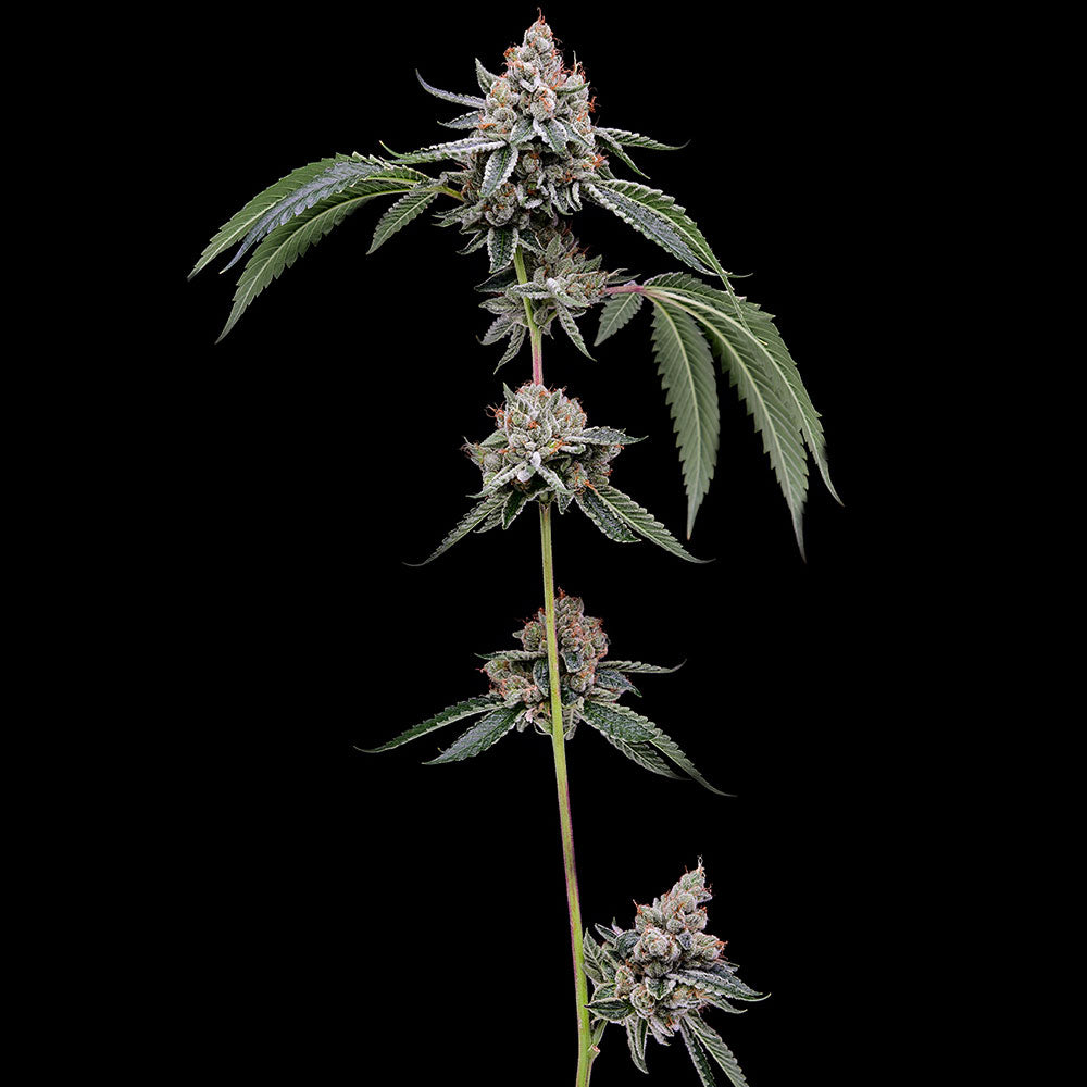 OGCD Bx by Green Bodhi