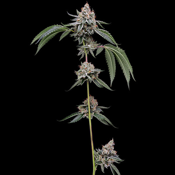 OGCD Bx by Green Bodhi