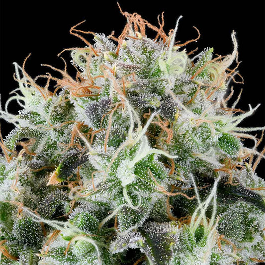 Apple Drops by Grounded Genetics