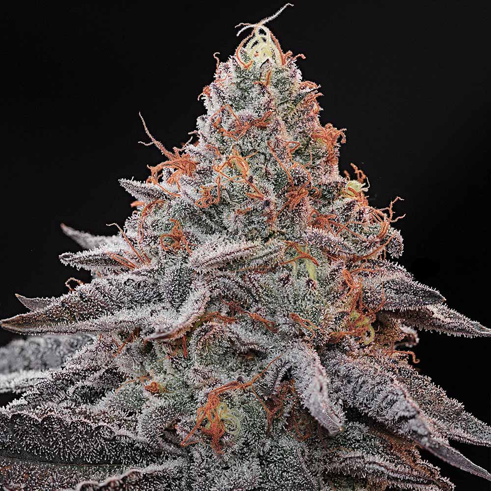 Kashmir Black by Grounded Genetics