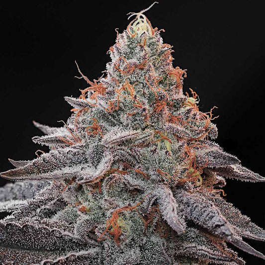 Kashmir Black by Grounded Genetics
