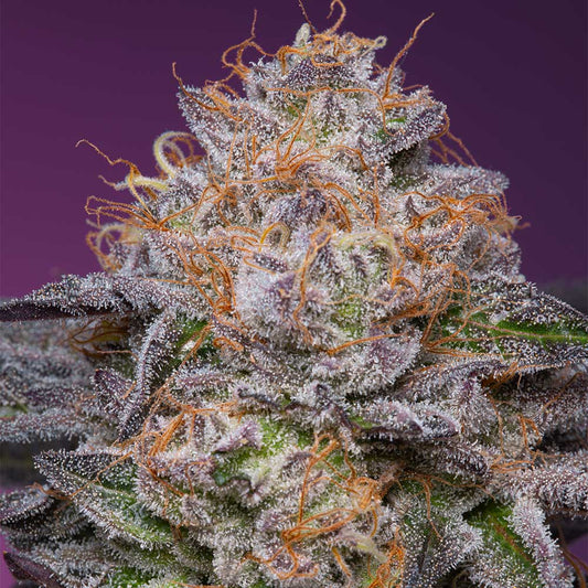 Lime Drizzle by Grounded Genetics