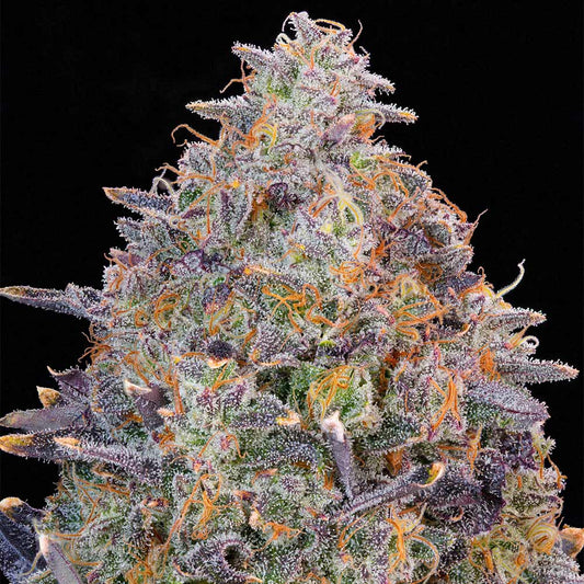 Pink Chai by Grounded Genetics