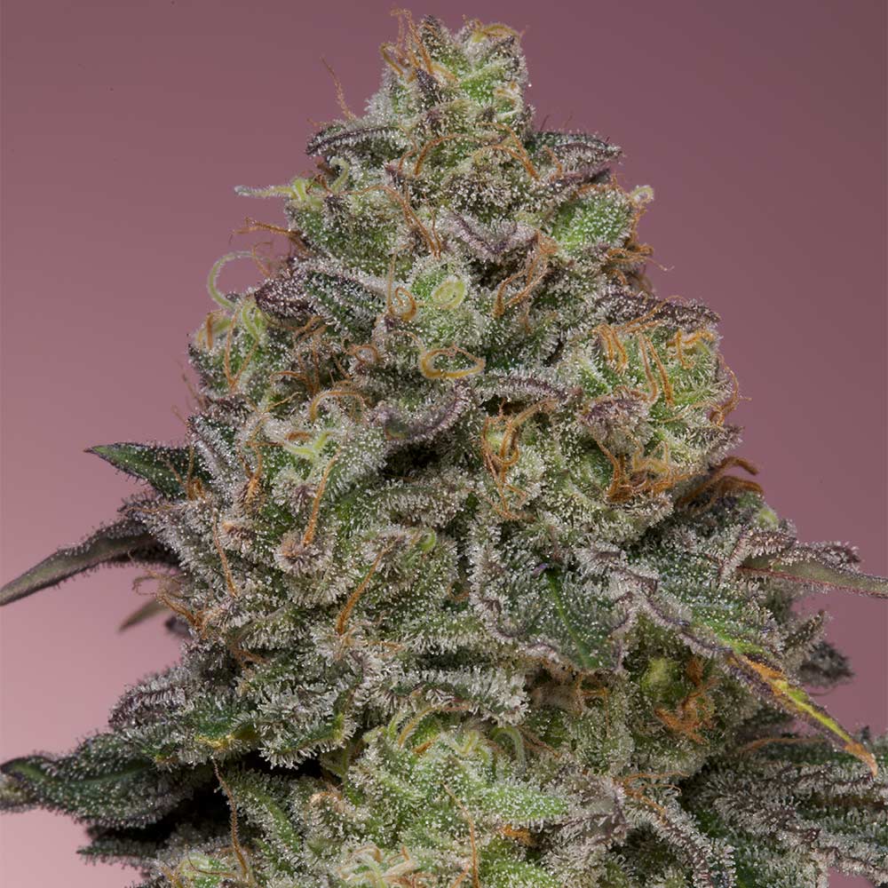 Pink Parmesan by Grounded Genetics