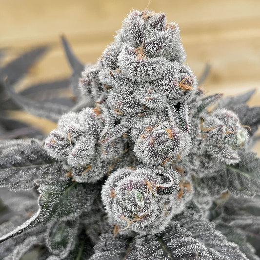 Strawberry Gummies by Grounded Genetics
