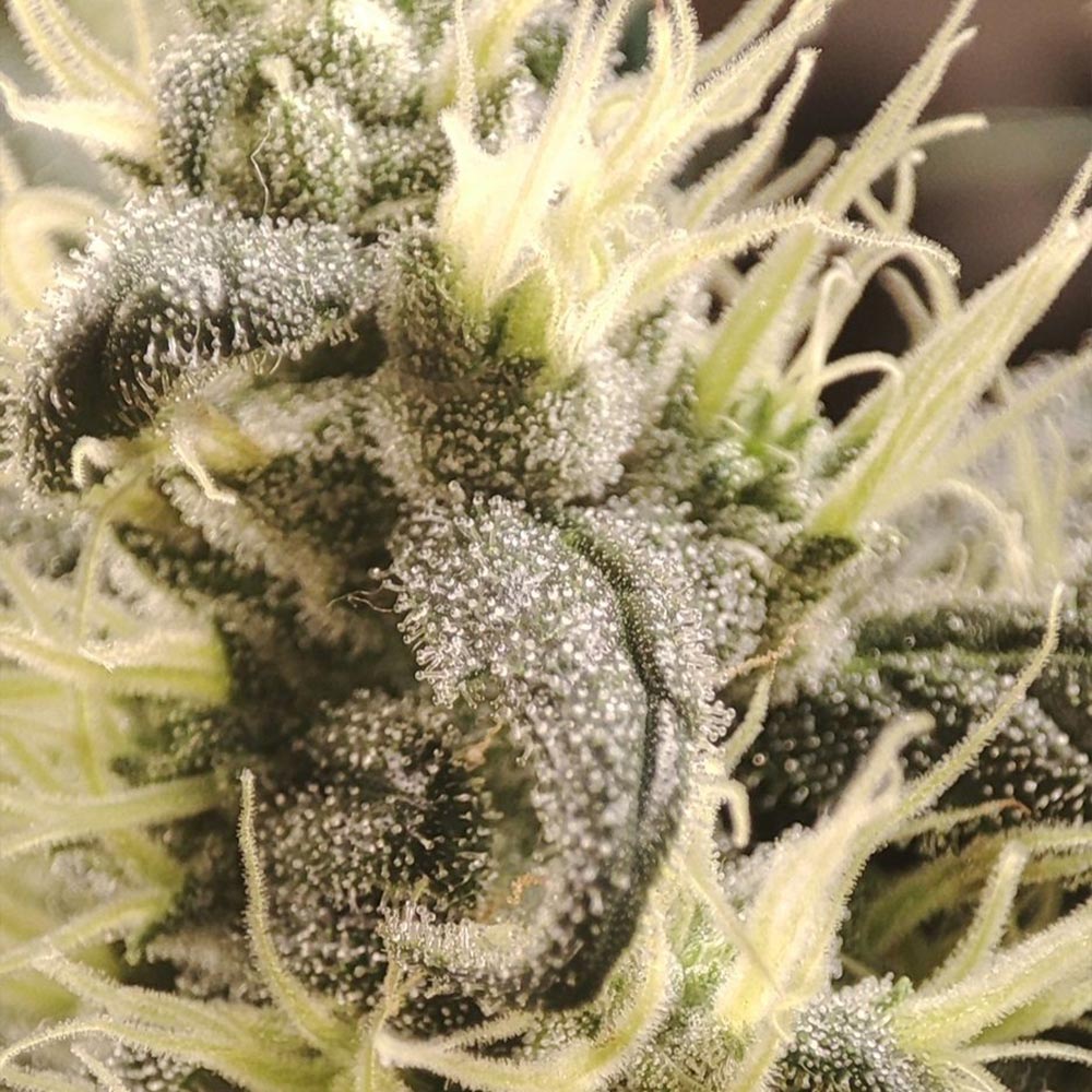 Gunk by Seeds of Anarchy