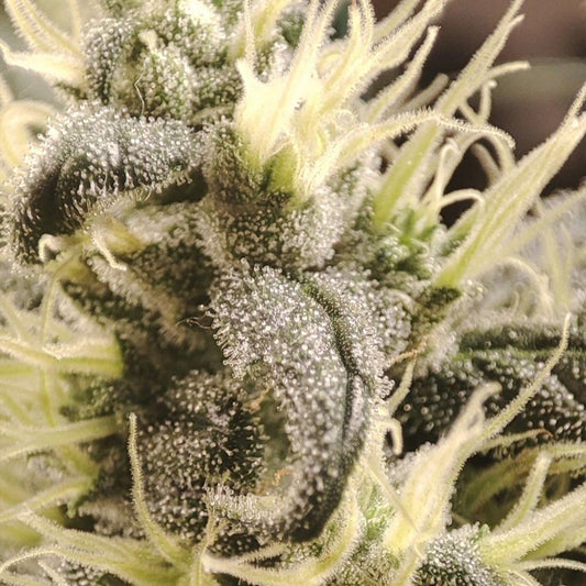 Gunk by Seeds of Anarchy
