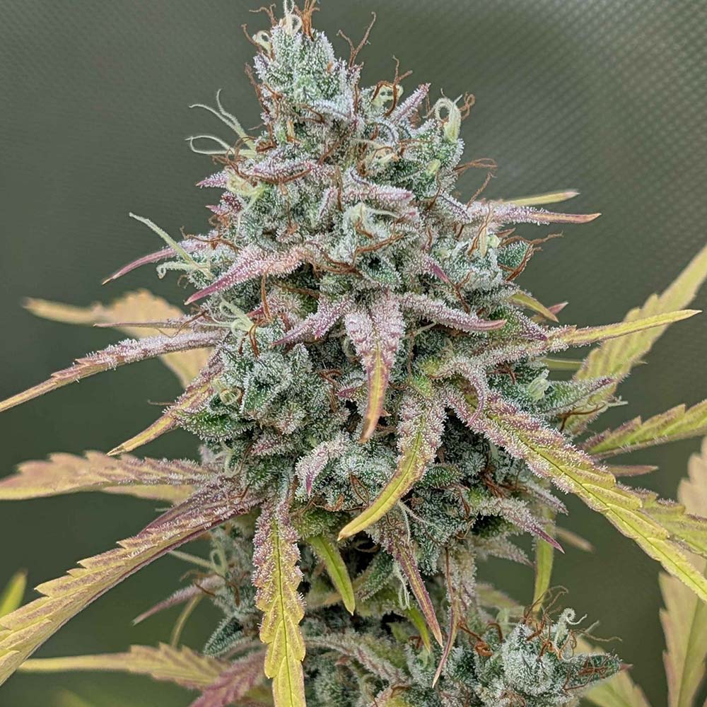 Harvey Wallbanger by Night Owl Seeds