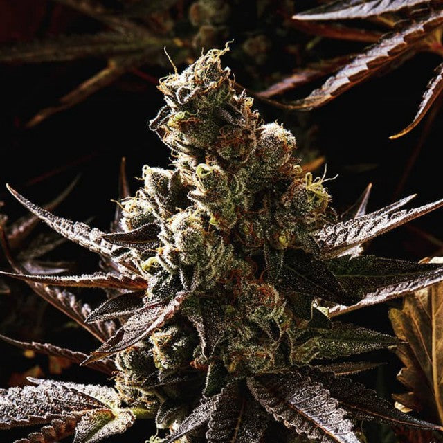 V Kush by Haute Genetique