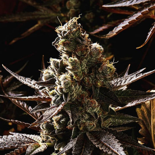 V Kush by Haute Genetique