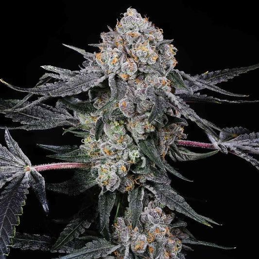High Society by Compound Genetics