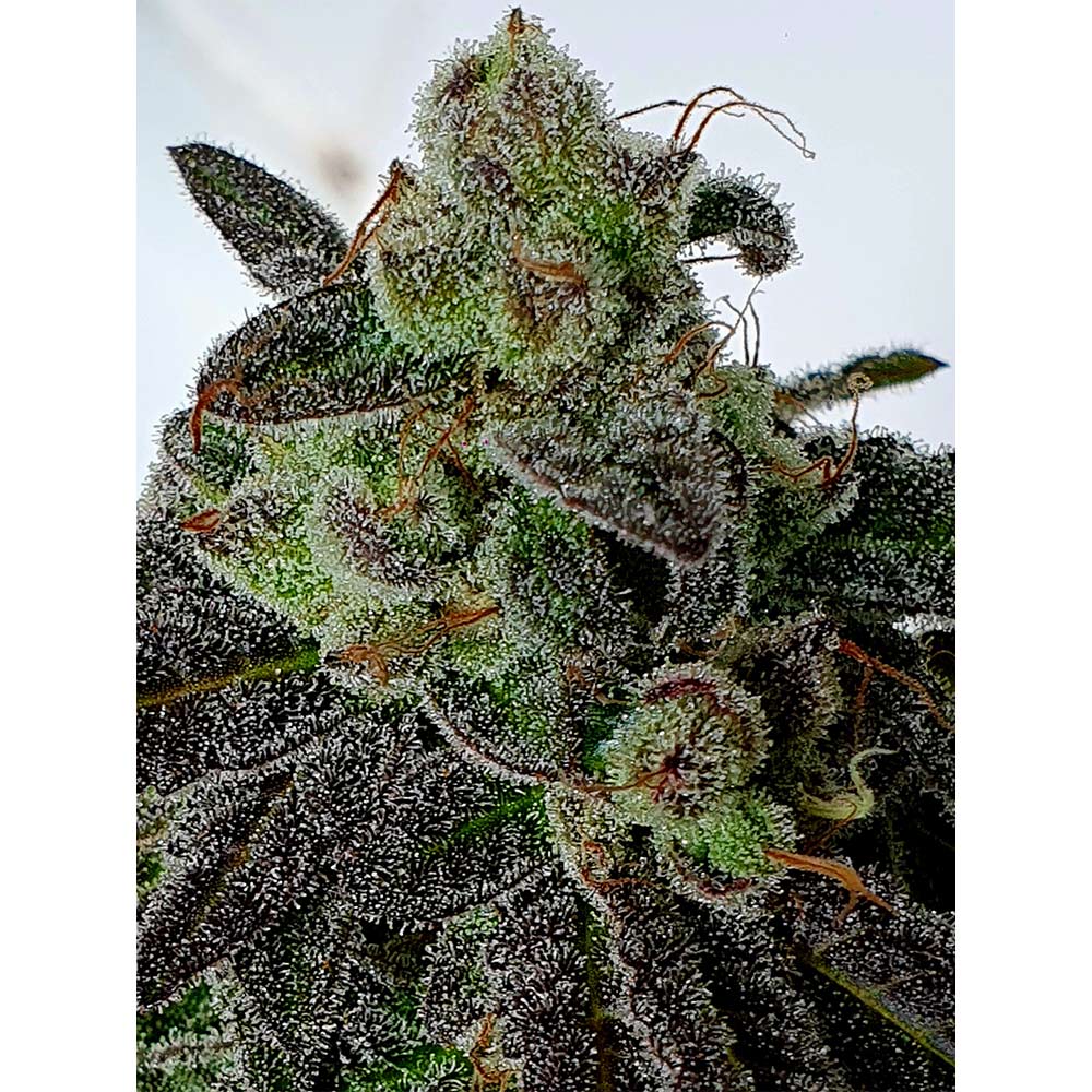 Gold Barz by Holy Smoke Seeds