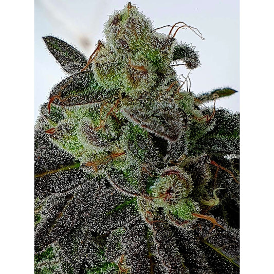 Gold Barz by Holy Smoke Seeds