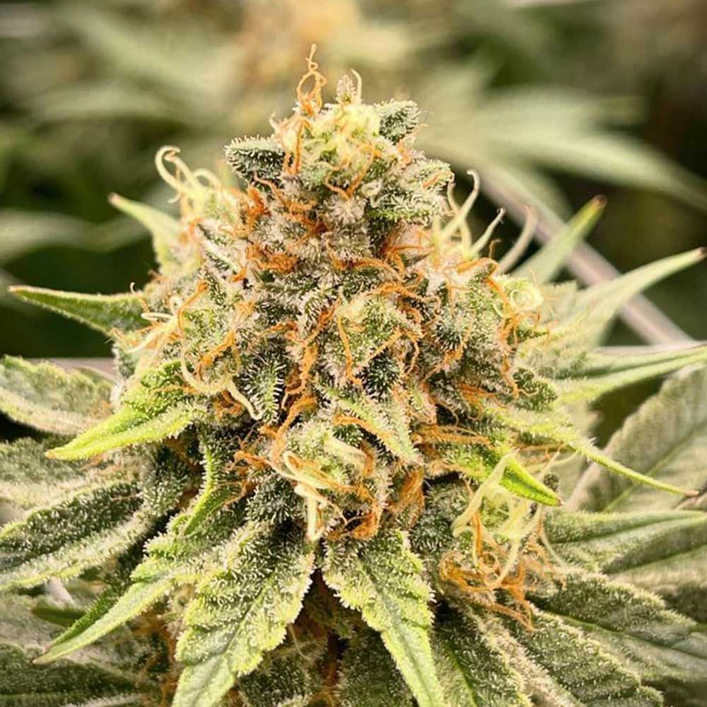 Yoda Junky by Holy Smoke Seeds
